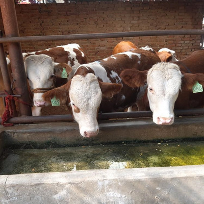 广西肉牛养殖基地 通凯 南充牛犊交易市场 三个月小肉牛犊 出肉率高