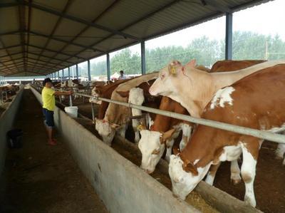 西门塔尔牛交易市场_山东畜牧局牛羊驴改良繁育基地